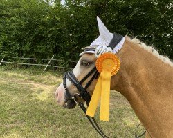 Dressurpferd Bagio (Welsh Pony (Sek.B), 2011, von Thistledown Ballyhoo)