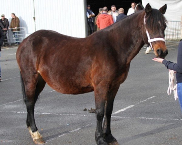 Pferd Fronarth Lady Victoria (Welsh-Cob (Sek. D), 2011)