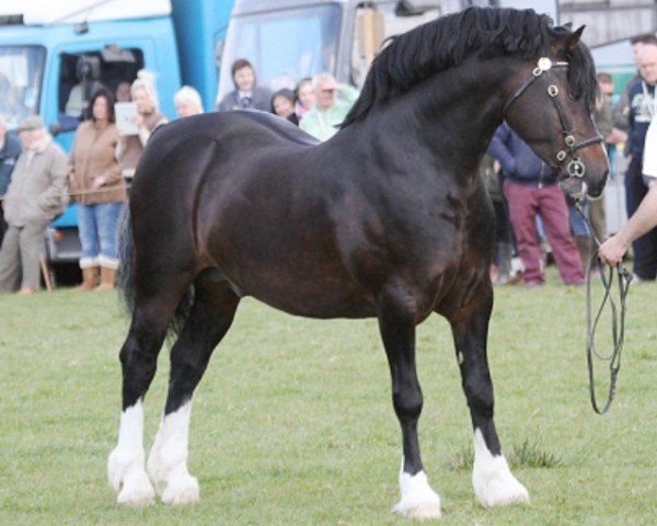 horse Fronarth Solomon (Welsh-Cob (Sek. D), 2007, from Blaengwen Brenin)