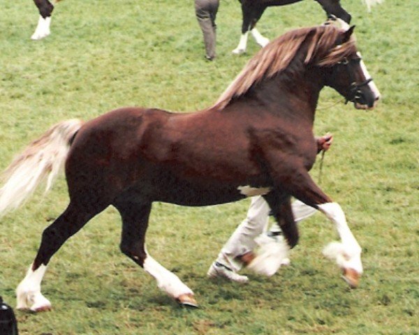 Deckhengst Blaengwen Brenin (Welsh-Cob (Sek. D), 1990, von Pompren Prince Hal)