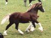 stallion Blaengwen Brenin (Welsh-Cob (Sek. D), 1990, from Pompren Prince Hal)