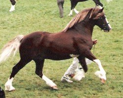 stallion Blaengwen Brenin (Welsh-Cob (Sek. D), 1990, from Pompren Prince Hal)