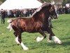 Deckhengst Pompren Prince Hal (Welsh-Cob (Sek. D), 1984, von Nebo Daniel)