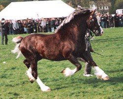 stallion Pompren Prince Hal (Welsh-Cob (Sek. D), 1984, from Nebo Daniel)