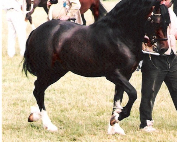 horse Blaengwen Gazzer (Welsh-Cob (Sek. D), 1991, from Pompren Prince Hal)