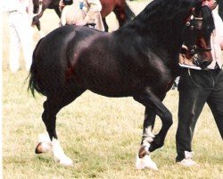 Pferd Blaengwen Gazzer (Welsh-Cob (Sek. D), 1991, von Pompren Prince Hal)