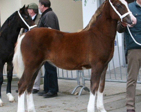 Pferd Blaengwen Welsh Model (Welsh-Cob (Sek. D), 2010, von Fronarth Welsh Magic)