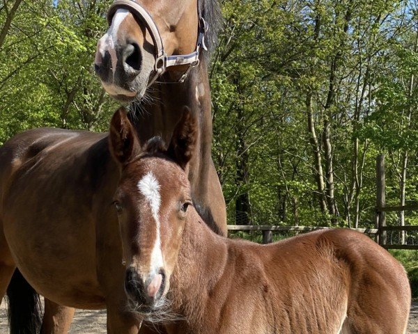 Springpferd Balous Braveheart ZP (Holsteiner, 2019, von Balous Bellini)