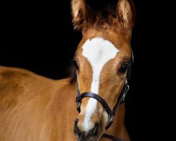 foal by Ursel (Hanoverian, 2024, from Untouched Lb)