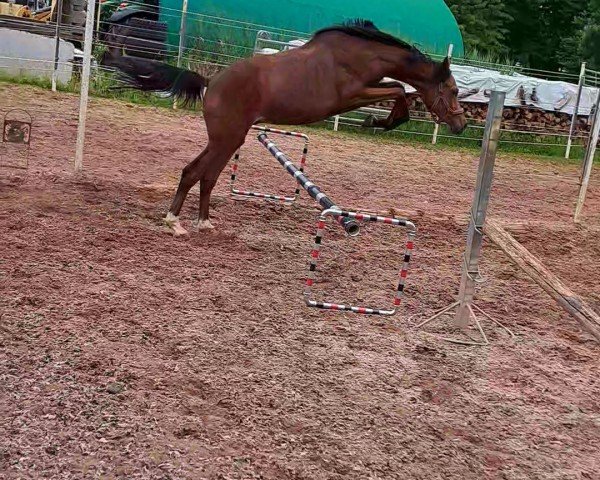 jumper Rub Casstinue (German Warmblood, 2021, from Casselot)