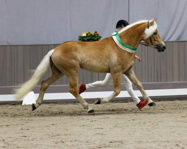 Deckhengst Staus One (Haflinger, 2020, von Sterngold)