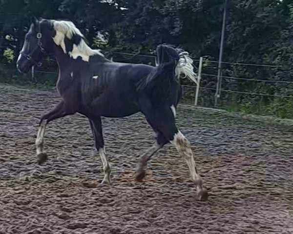 Pferd Rub Nikoma (Deutsches Reitpferd, 2021, von Nebrasco)