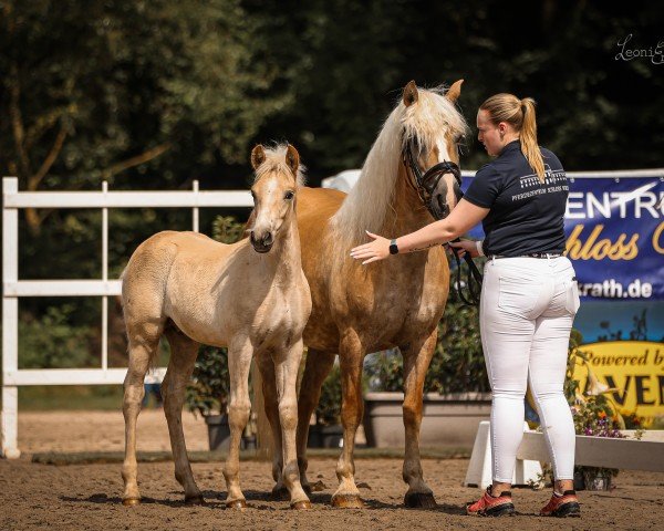 Fohlen von Stay with me L (Haflinger, 2024, von Staus One)