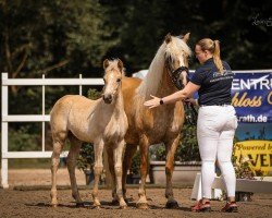 foal by Stay with me L (Haflinger, 2024, from Staus One)