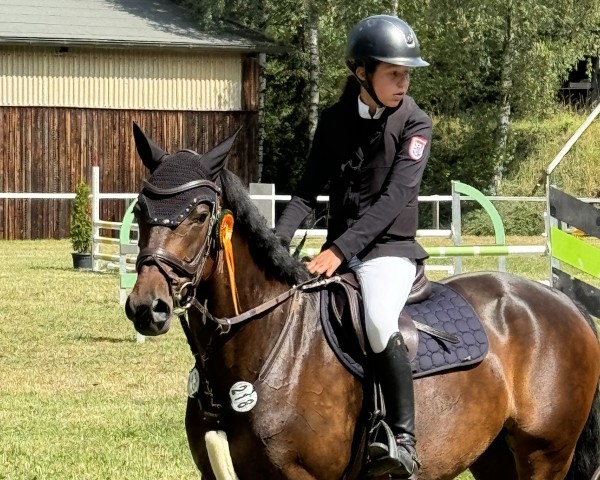 Springpferd Trinity's Matrix (Deutsches Reitpony, 2016, von Top Berlin)