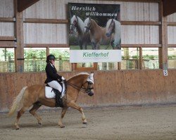 dressage horse Natan (12,89% ox) (Edelbluthaflinger, 2009, from DSP Nakuri (17,19% ox))