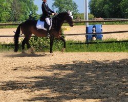 dressage horse Herzogin Lillebo (Hanoverian, 2005, from His Highness)