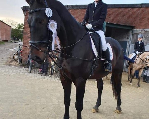 dressage horse Köbi 3 (Württemberger, 2006, from Köpenick)