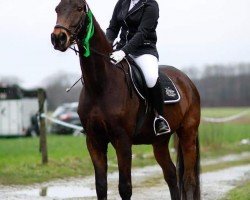 dressage horse Remember Me 87 (Oldenburg, 2006, from Ramoneur 6)