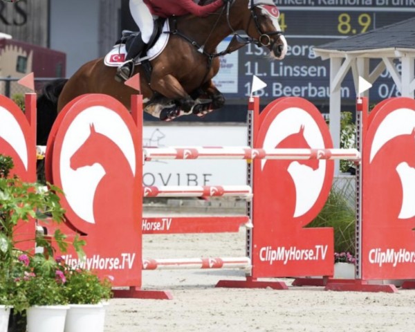 jumper Lyntinus OLD (Oldenburg show jumper, 2013, from Lyjanero)