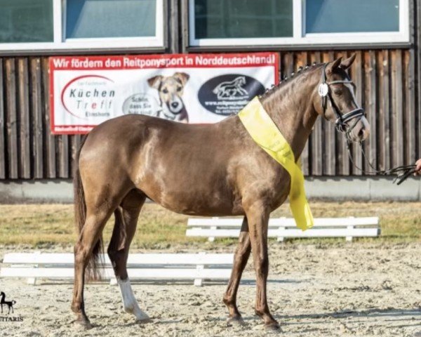 Zuchtstute Cantana 33 (Deutsches Reitpony, 2018, von High Flow's Oxford)