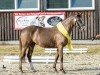 broodmare Cantana 33 (German Riding Pony, 2018, from High Flow's Oxford)