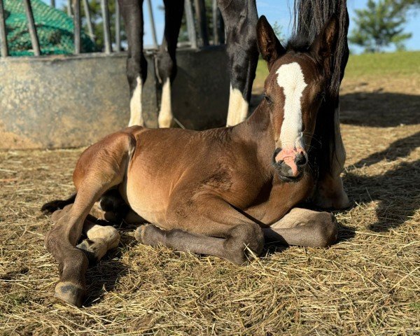 foal by Darkman VR (Westphalian, 2024, from Diamantenglanz)