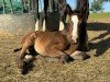 foal by Darkman VR (Westphalian, 2024, from Diamantenglanz)