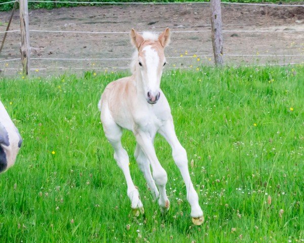 Fohlen von Weltraum VR (Haflinger, 2024, von Winterball)