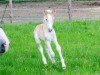 foal by Weltraum VR (Haflinger, 2024, from Winterball)