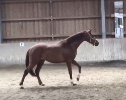 dressage horse LK Danica (Württemberger, 2021, from Glock's Dream Boy)