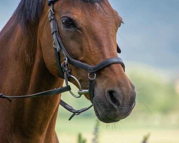 dressage horse Hernando 4 (German Riding Pony, 2006, from Hakuna Matata)