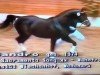 stallion Sandro (Holsteiner, 1974, from Sacramento Song xx)