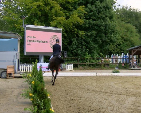 Reitturnier Marienheide-Kempershöhe 2024