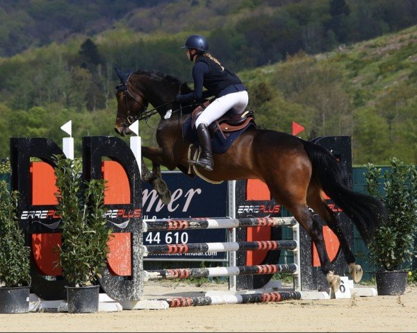 jumper Cicero Blue (Zangersheide riding horse, 2016, from Cicero Z van Paemel)