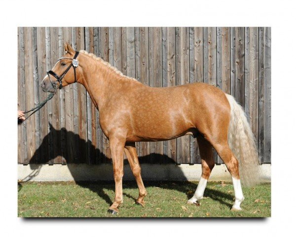 dressage horse Norfolk JF (German Riding Pony, 2020, from Nashville JF)