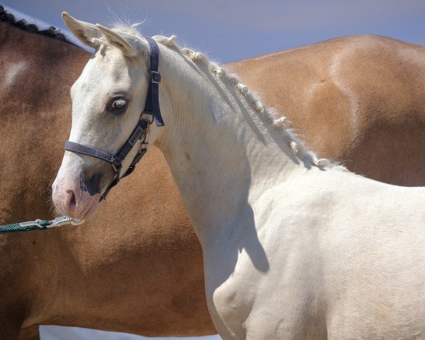 foal by DÀgostina (German Riding Pony, 2024, from Daydreamer)