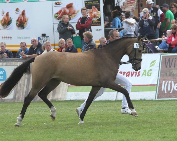 Zuchtstute Chambertina (Deutsches Reitpony, 2016, von FS Chambertin)