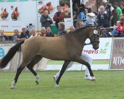 Zuchtstute Chambertina (Deutsches Reitpony, 2016, von FS Chambertin)