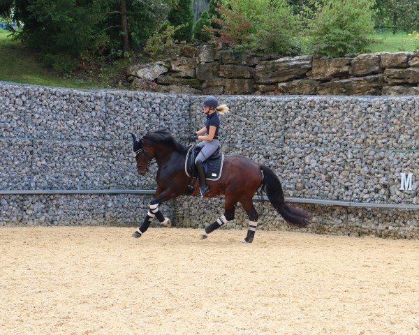 dressage horse Delight of Sunshine (Württemberger, 2013, from Day Dream)