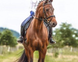 broodmare A Lisha (German Riding Pony, 2008, from Allbrighton)