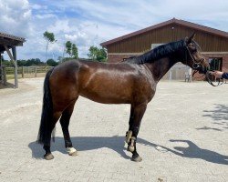 broodmare Diapeggia TB (Westphalian, 2019, from Dialido)