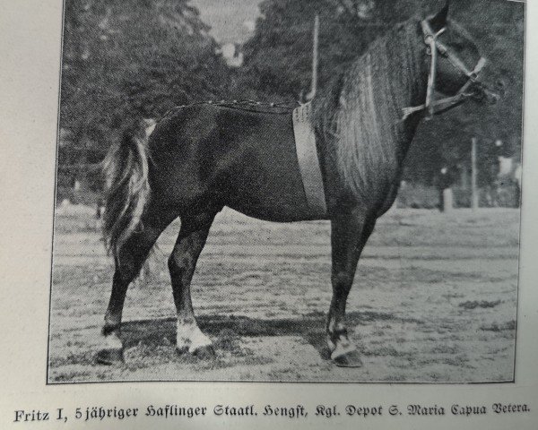 Pferd Fritz I (Haflinger, 1921, von 332 Georg Mandl I)