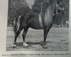 horse Fritz I (Haflinger, 1921, from 332 Georg Mandl I)