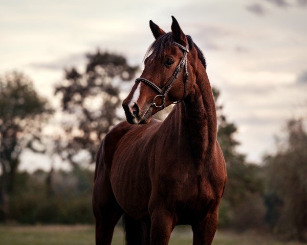 Springpferd Loewenherz MBM (Oldenburger, 2013, von Lyjanero)