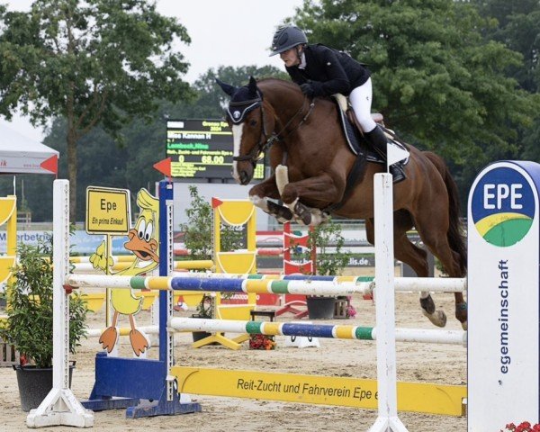 jumper Miss Kannan H (KWPN (Royal Dutch Sporthorse), 2017)