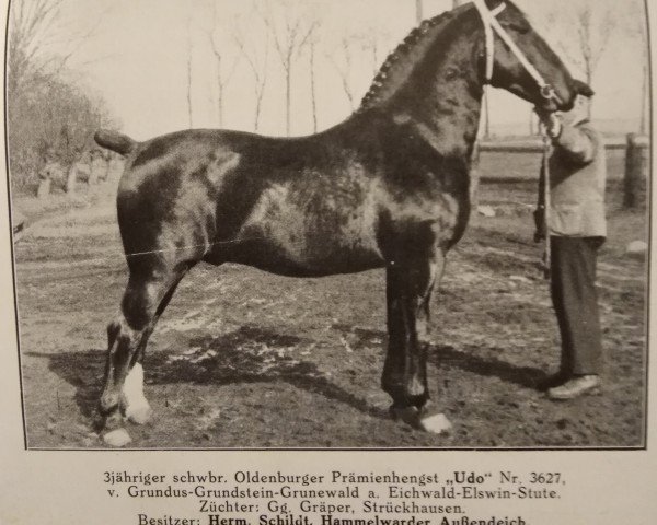 stallion Udo 3627 (Oldenburg, 1937, from Grundus 3532)