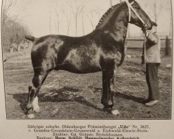 stallion Udo 3627 (Oldenburg, 1937, from Grundus 3532)