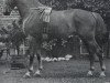 stallion Silkow (Hanoverian, 1910, from Sileen)