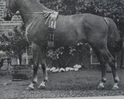 stallion Silkow (Hanoverian, 1910, from Sileen)